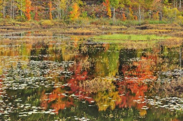 Canada, Minden Reflection of autumn  in pond